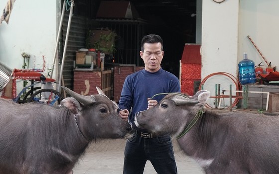 Trâu, lợn và đà điểu… sẽ thay thế động vật hoang dã trên sân khấu xiếc ảnh 1