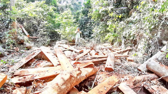 Dai dẳng nạn phá rừng ở Quảng Nam ảnh 1