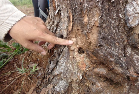 Điều tra đối tượng khoan gốc, đổ hóa chất đầu độc rừng thông ảnh 1