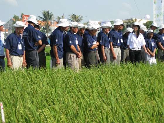 Gần 60.000 nông dân được tiếp cận qui trình canh tác lúa bền vững ảnh 1