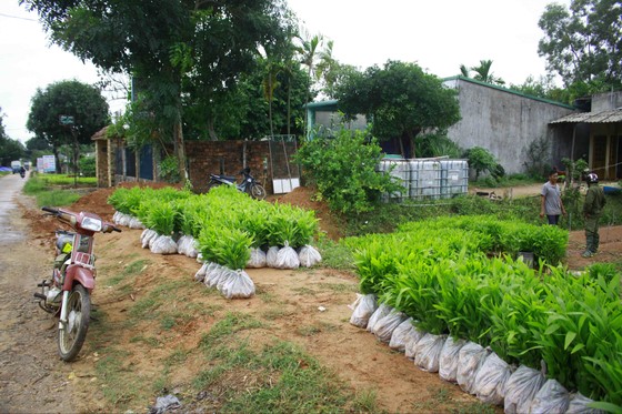Quảng Ngãi: Trời mưa liên tiếp, dân đổ xô mua keo trồng rừng ảnh 1