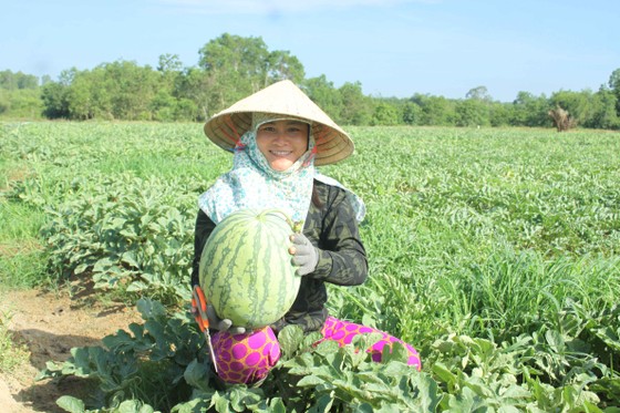 Lần đầu tiên nông dân Quảng Ngãi trồng dưa sạch không hạt ảnh 1