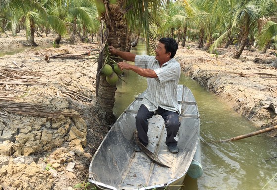 Khi nông dân TPHCM “chuyển bộ” ảnh 1