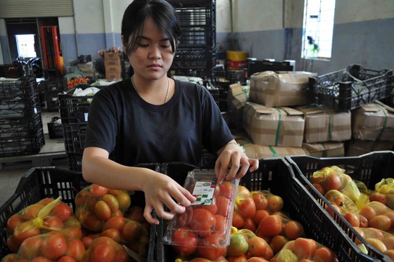 	Lâm Đồng và TPHCM hợp tác sản xuất, tiêu thụ nông sản an toàn	 ảnh 2