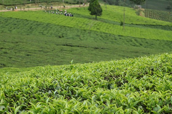 Khám phá vùng trà gần 100 năm ở Đà Lạt ảnh 4
