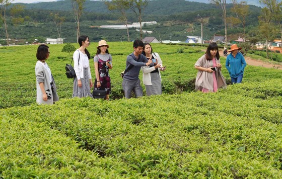Khám phá vùng trà gần 100 năm ở Đà Lạt ảnh 5
