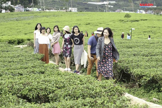 Không gian mới lạ trên vùng trà cổ Cầu Đất - Đà Lạt ảnh 2