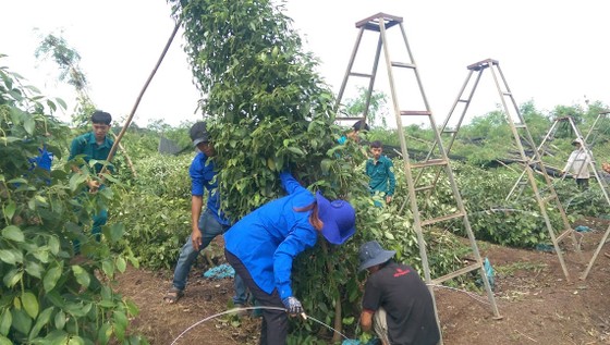  Bình Phước:  Lốc xoáy gây thiệt hại nặng ảnh 1