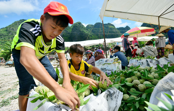 Mãng cầu Chi Lăng nhộn nhịp vào mùa thu hoạch ảnh 6