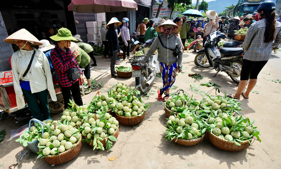 Mãng cầu Chi Lăng nhộn nhịp vào mùa thu hoạch ảnh 1