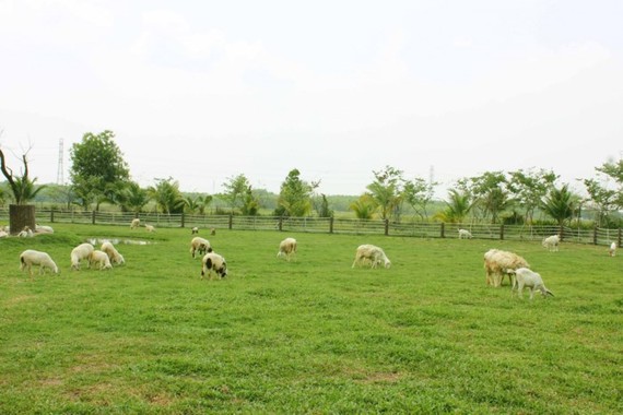 在田園上放養的羊群。