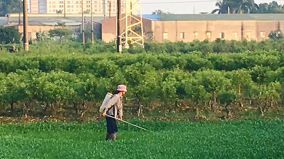 Phun thuốc trừ sâu lên rau muống tại ngoại thành Hà Nội