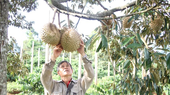 Nông dân huyện Đắk Mil phấn khởi khi thị trường sầu riêng được giá 