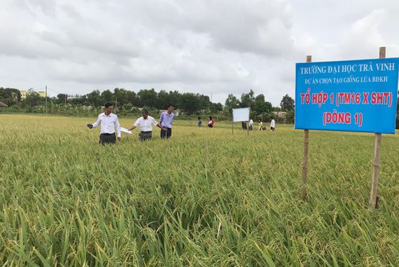 Giống lúa chịu mặn được Trường ĐH Trà Vinh phối hợp cùng các nông dân nghiên cứu cho hiệu quả cao.