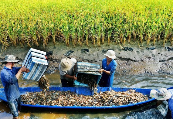 Mô hình sản xuất tôm lúa thích ứng với biến đổi khí hậu ở ĐBSCL. Ảnh: PHAN THANH