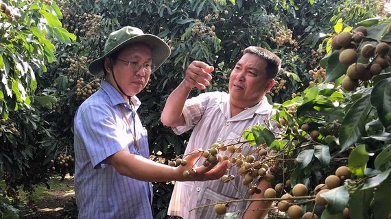 &Ocirc;ng L&ecirc; C&ocirc;ng L&yacute;, Chủ tịch UBND huyện Phụng Hiệp (tr&aacute;i)  thăm m&ocirc; h&igrave;nh trồng nh&atilde;n của n&ocirc;ng d&acirc;n. Ảnh: CAO PHONG