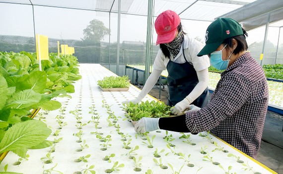 Nông nghiệp “sạch” nhờ công nghệ cao