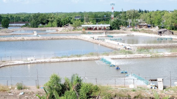 Xử lý nghiêm các trường hợp trộm cắp điện Trộm cắp điện thường xảy ra trong hoạt động nuôi tôm ở ĐBSCL