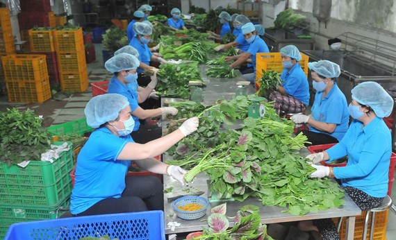 Chế biến rau VIETGAP xuất khẩu tại HTX Phước An. Ảnh: CAO THĂNG