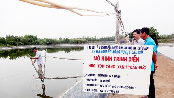 Mô hình nuôi tôm càng xanh toàn đực tại huyện Cần Giờ