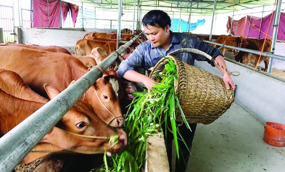 Trang trại bò trên đỉnh núi của anh Lò Xín Quân ở xã Quyết Tiến, huyện Quản Bạ - Hà Giang