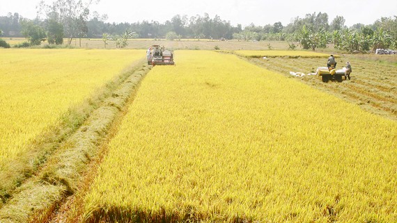 Sản xuất lúa sạch, lúa hữu cơ là hướng đi triển vọng và bền vững