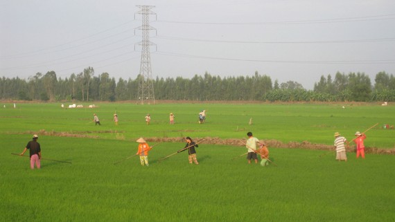 Vụ hè thu ở ĐBSCL: Nỗ lực đạt hơn 9,3 triệu tấn lúa Nông dân Đồng Tháp chăm sóc lúa hè thu năm 2018