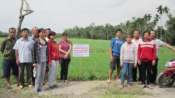 Đầu ra cho rau muống nước VietGAP