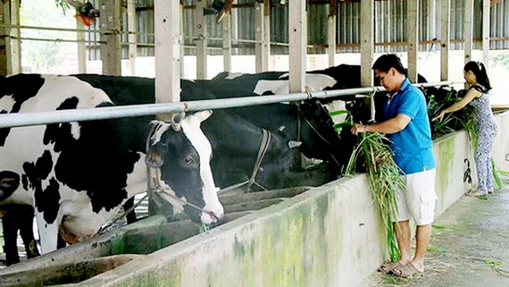 Tiếp tục chính sách hỗ trợ nông dân chăn nuôi bò sữa