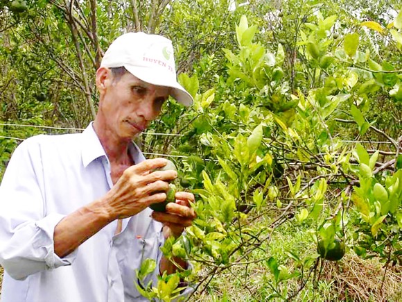 Bấp bênh vườn cây có múi ảnh 1