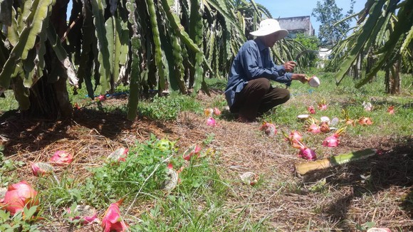 Vừa đổ bỏ vì không bán được, trái thanh long bắt đầu nhích giá ảnh 3