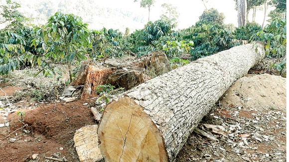 Tây Nguyên vỡ trận cây công nghiệp - Bài 2: Hệ lụy dây chuyền ảnh 2