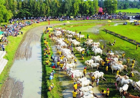 Hàng chục ngàn người xem đua bò Bảy Núi ảnh 2