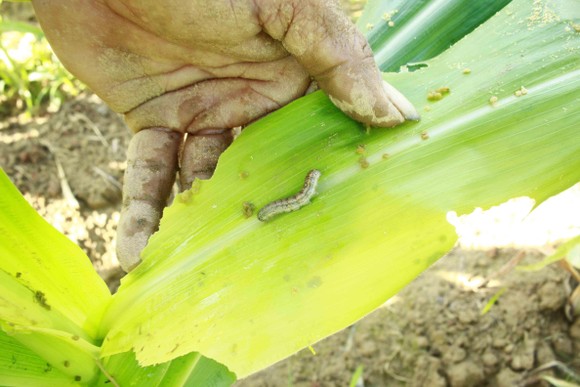 'Kẻ hủy diệt' sâu keo mùa thu gây hại cây bắp ở Quảng Ngãi ảnh 1