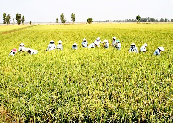 Xây dựng 30.000ha “cánh đồng lớn” gắn với nông dân ảnh 1