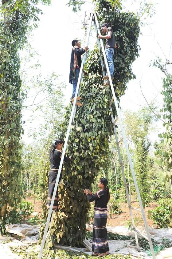 Giá hồ tiêu chưa thể khởi sắc ảnh 1