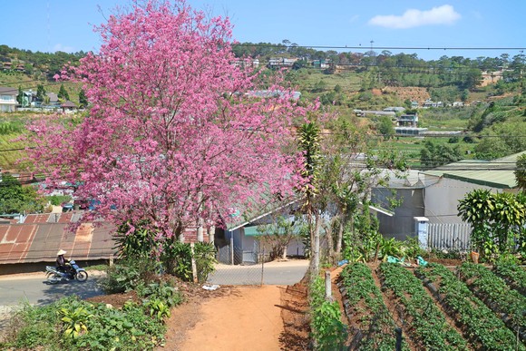 Mai anh đào đua nhau khoe sắc khắp Đà Lạt ảnh 8