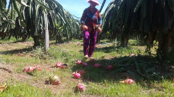 Vừa đổ bỏ vì không bán được, trái thanh long bắt đầu nhích giá ảnh 6
