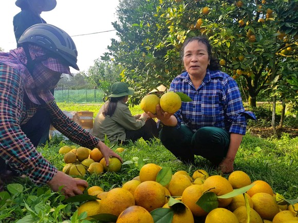 Cuốn hút trang trại cam trĩu quả ở Hà Tĩnh chờ xuất bán dịp Tết Nguyên đán ảnh 7