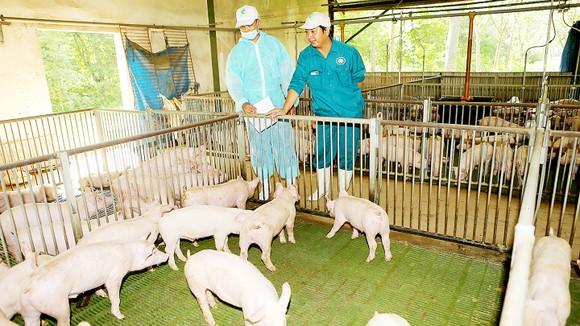 Ngành chăn nuôi gian nan hơn với CPTPP ảnh 1