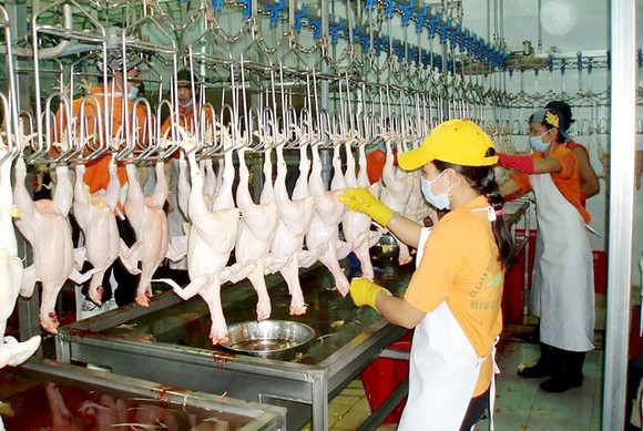 Triển vọng gia cầm xuất ngoại ảnh 1