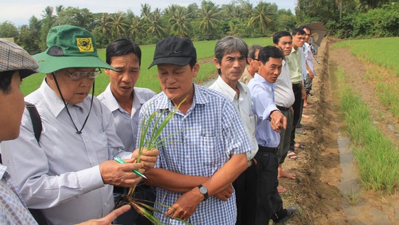 Đủ cơ sở để nhân rộng mô hình canh tác lúa thông minh ảnh 1