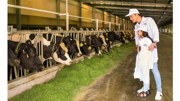 Vinamilk nâng tổng đàn bò cung ứng sữa lên 130 ngàn con ảnh 1