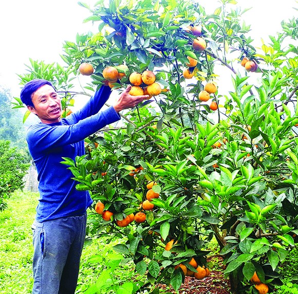 Chạy đua với tết ảnh 3