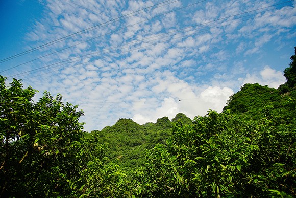 Mùa na trên núi Mặt Quỷ ảnh 5