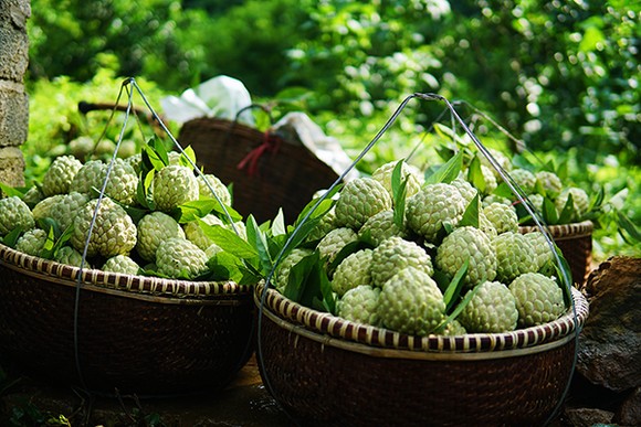 Mùa na trên núi Mặt Quỷ ảnh 9