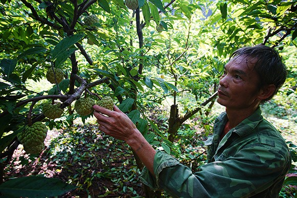 Mùa na trên núi Mặt Quỷ ảnh 4