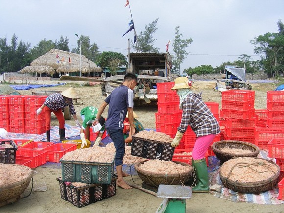 Mùa “tép nhảy” ảnh 10