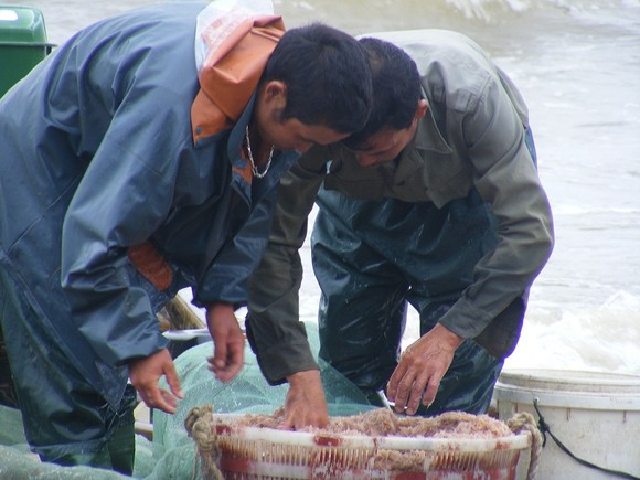 Mùa “tép nhảy” ảnh 3
