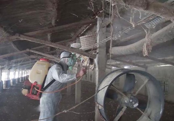 Xuất hiện dịch tả heo châu Phi tại Nghệ An ảnh 1